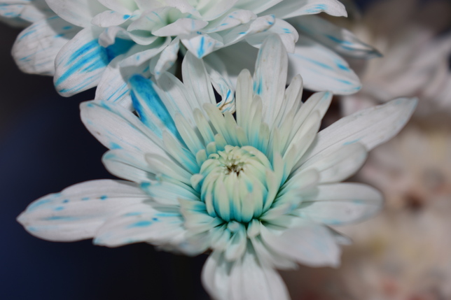 Coloured Flower - Blue