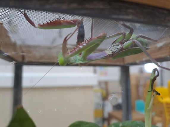 Bugsnslugs praying mantis